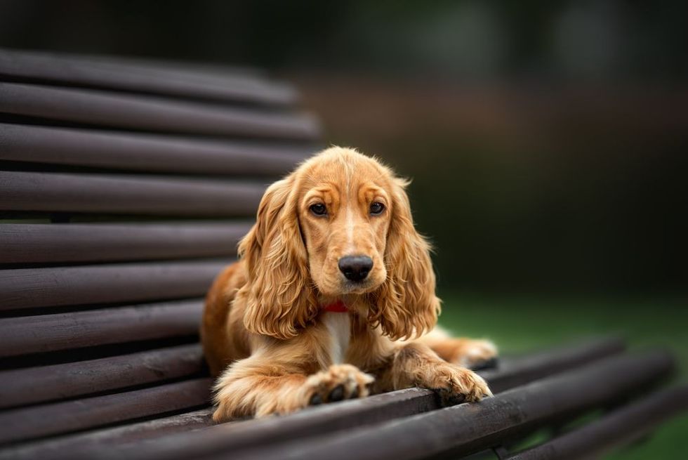 English cocker spaniel puppy lying down on a bench.
