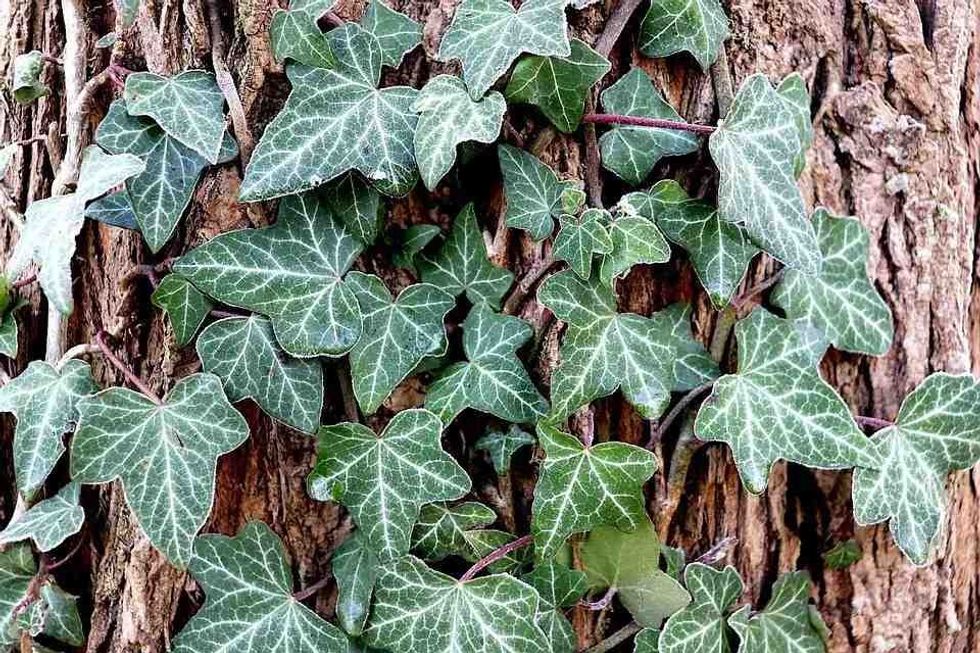 English ivy does not grow everywhere