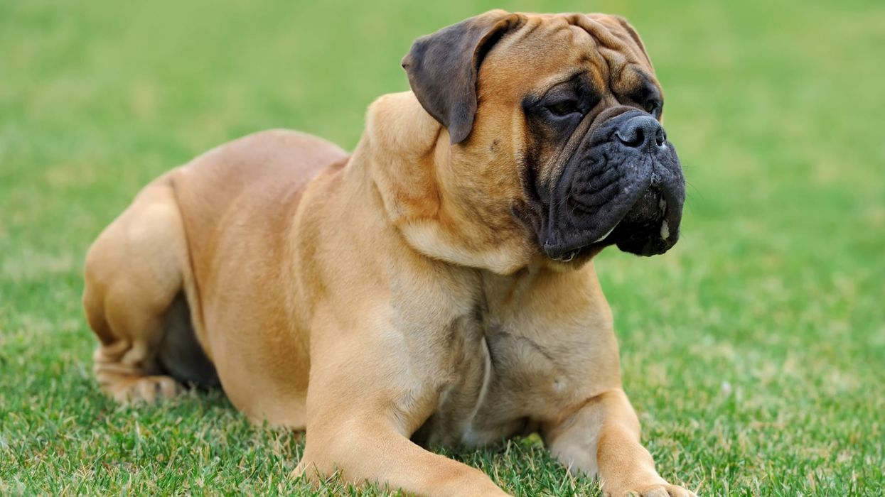 English mastiff facts like they are massive dogs with calm nature are interesting.