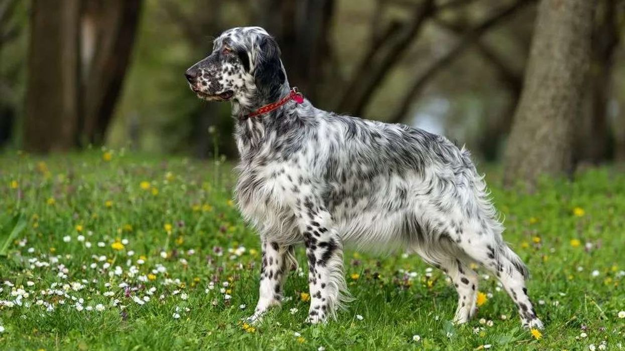 English setter facts about the amicable dog.