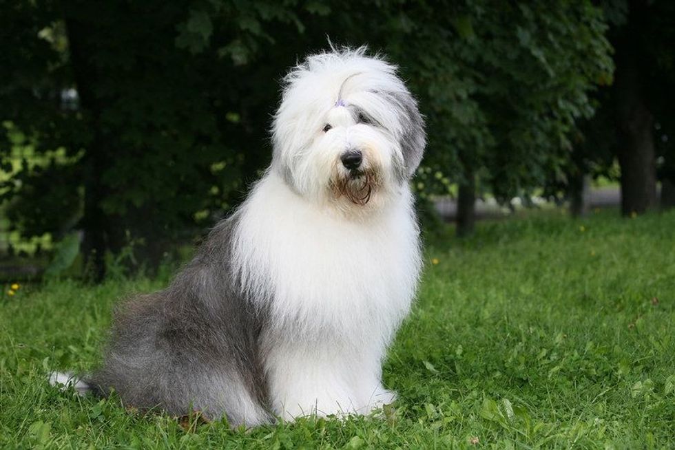 English sheepdog sitting in garden.
