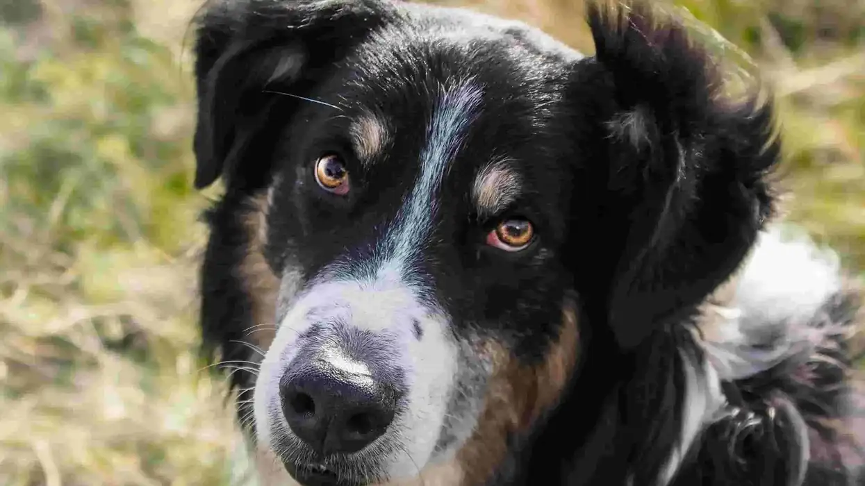 English Shepherd facts are full of interesting information which children will love to learn about