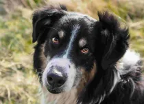 English Shepherd facts are full of interesting information which children will love to learn about