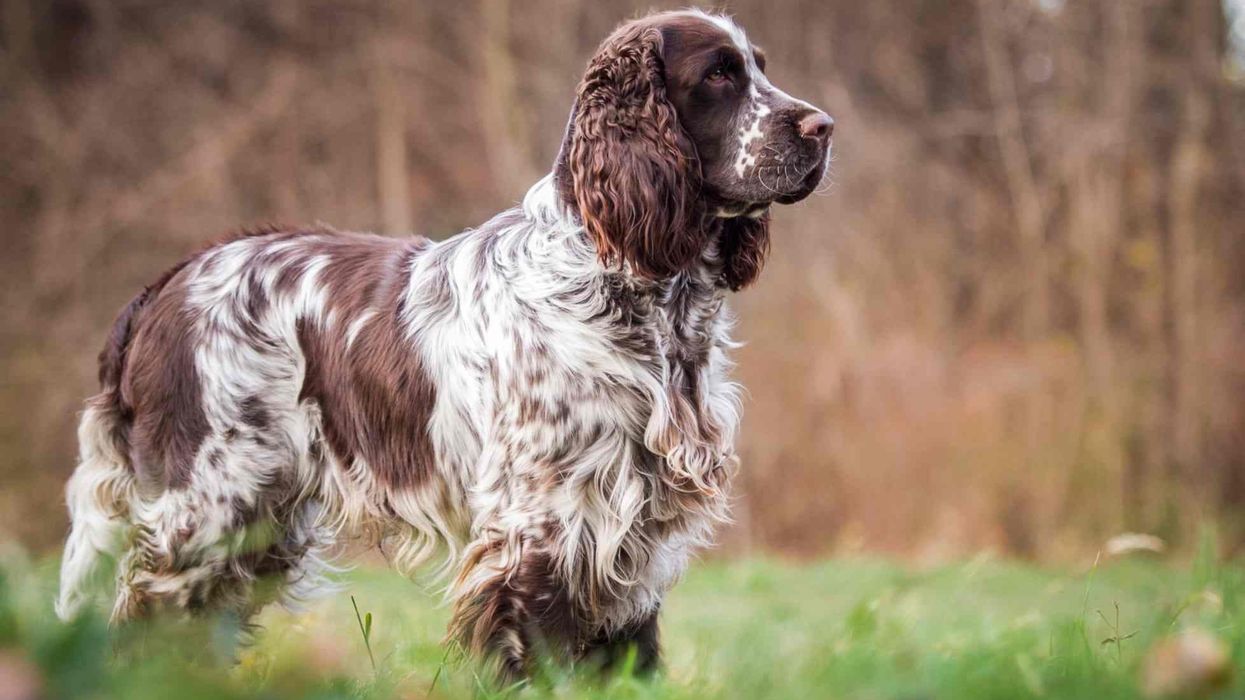 English Springer Spaniel facts are about pure love.