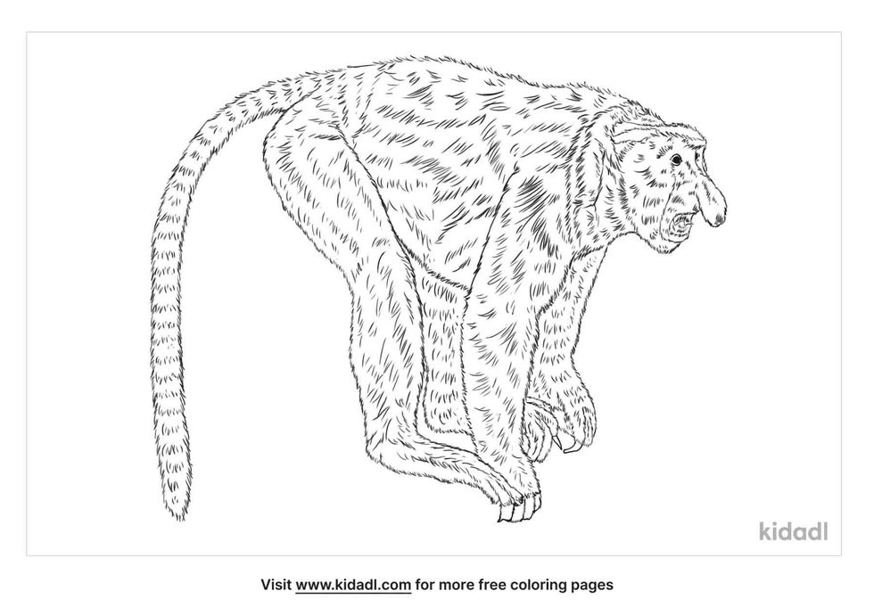 Enjoy coloring this drawing of an old world monkey.