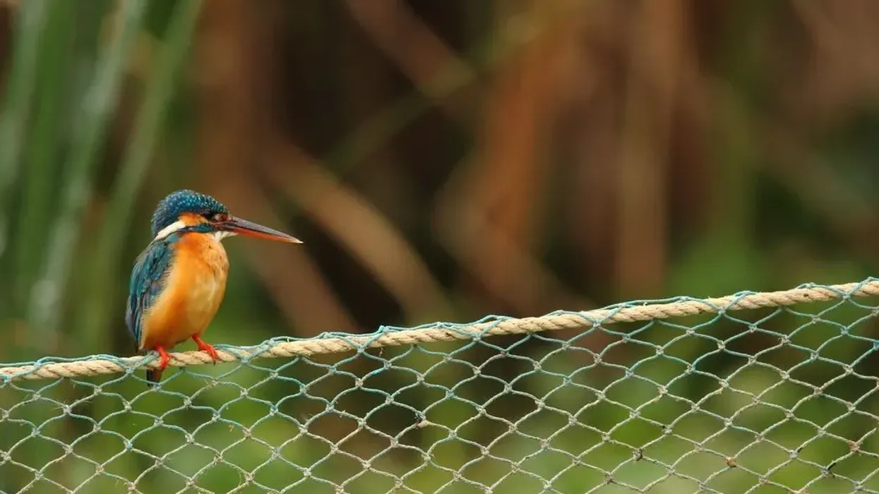 Enjoy our list of interesting kingfisher facts.
