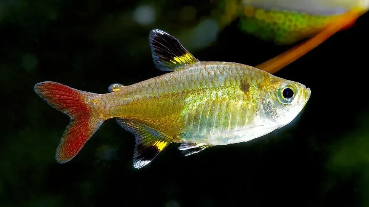 Enjoy reading some X-Ray Tetra facts on our page!