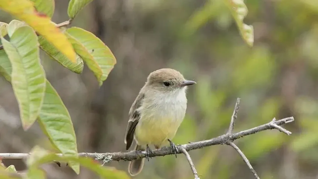 Enjoy reading these amaze-wing Galapagos flycatcher facts!