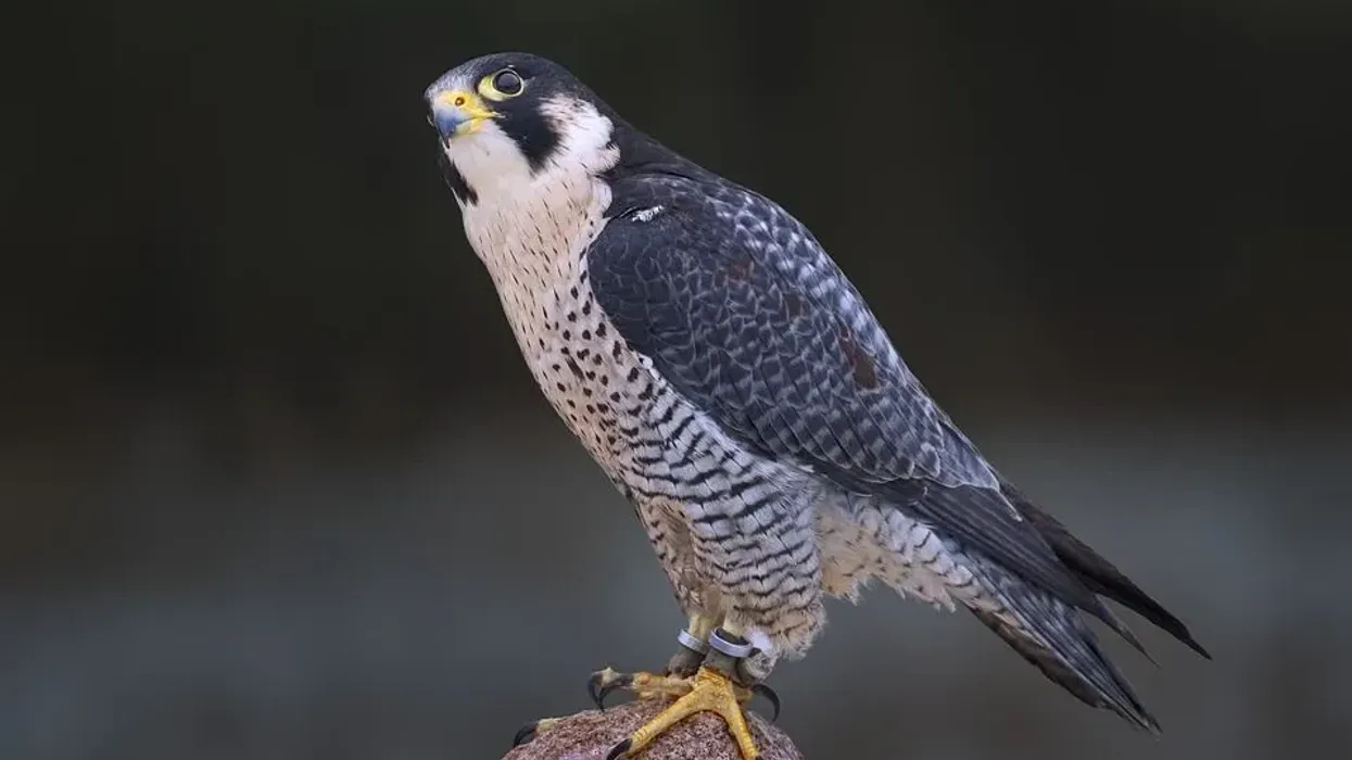 Enjoy reading these peregrine falcons facts and these beautiful North American birds of prey.