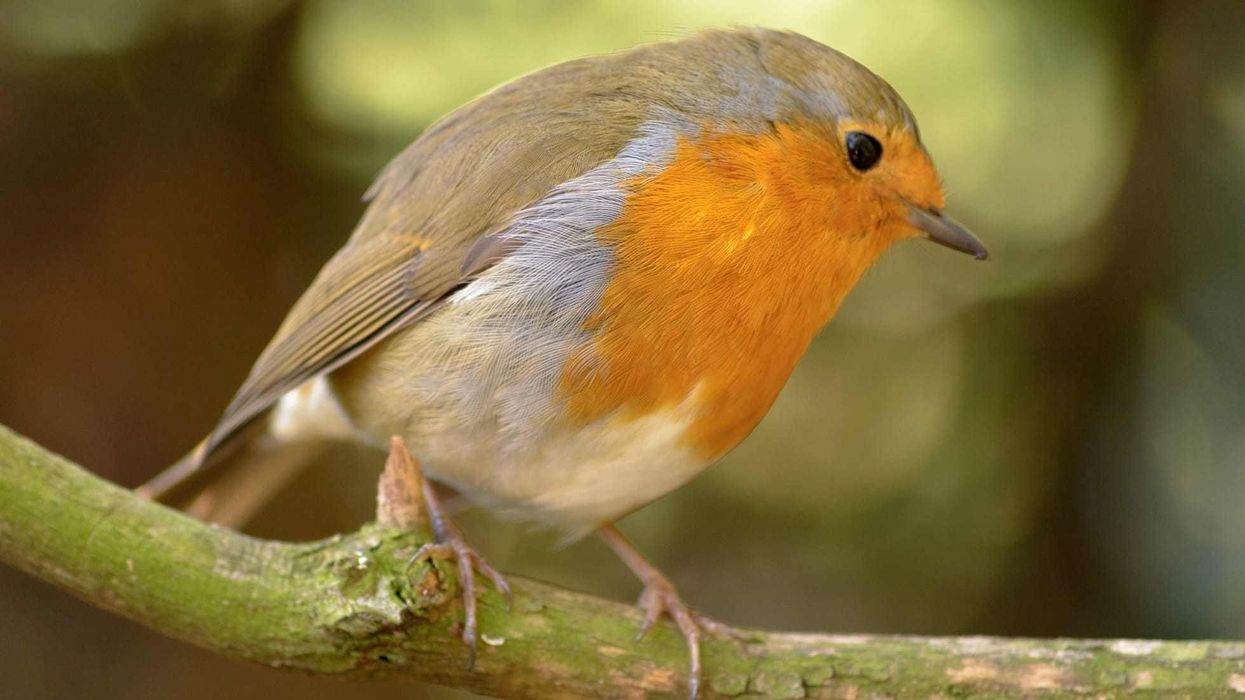 Enjoy reading these wonderful robin bird facts.