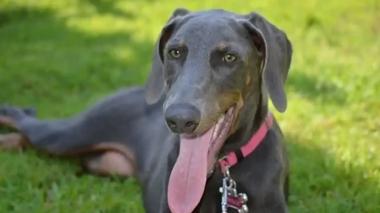 Enjoy these absolutely thrilling Shar Pei Doberman mix dog facts.