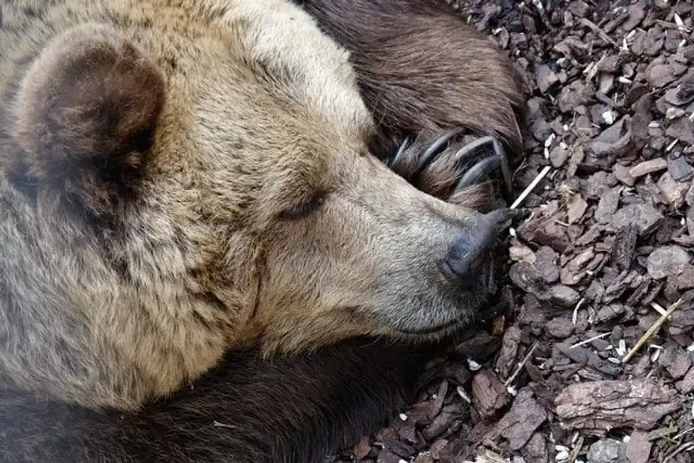 Enjoy these hibernation facts for kids
