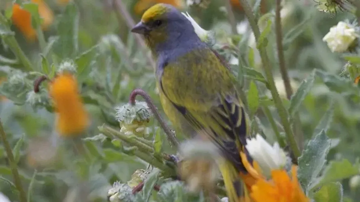 Enjoy these interesting facts on the Cape canary!