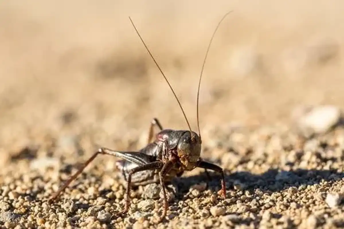 Enjoy these Mormon Cricket Facts about the large insects which are not crickets, as the name suggests.