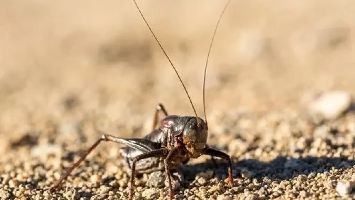 Enjoy these Mormon Cricket Facts about the large insects which are not crickets, as the name suggests.