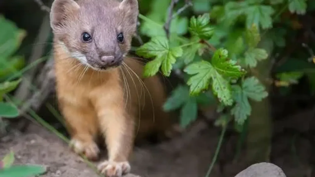 Enrich your knowledge about mammals with some long-tailed weasel facts.