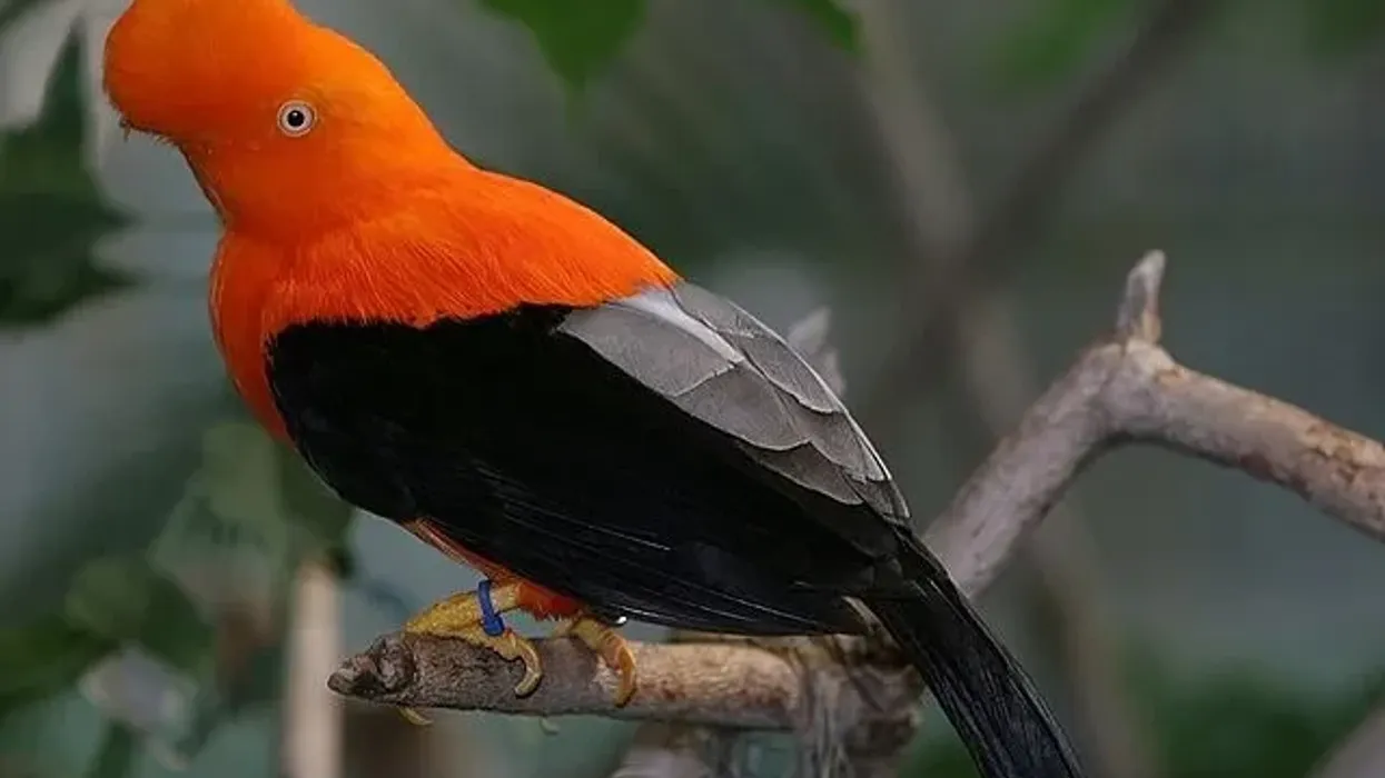 Enrich your knowledge of the vibrant world of birds with Andean cock of the rock facts
