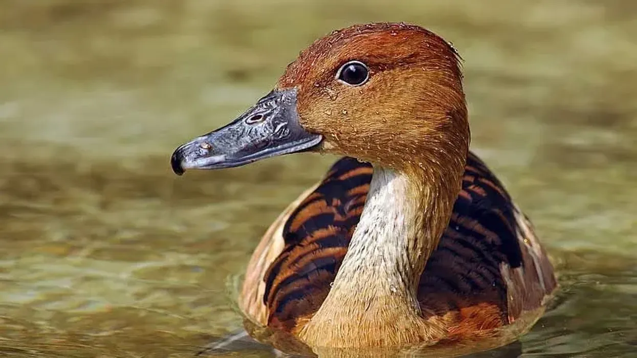 Enter into the land of waterfowls with fulvous whistling duck facts.
