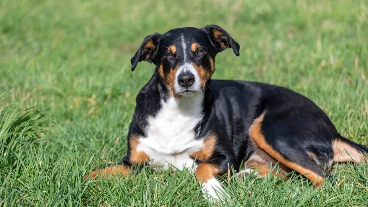 Entlebucher mountain dog facts are engaging.