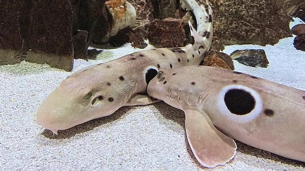 Epaulette shark facts about the interesting reef-dwelling shark species.