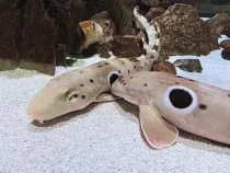 Epaulette shark facts about the interesting reef-dwelling shark species.