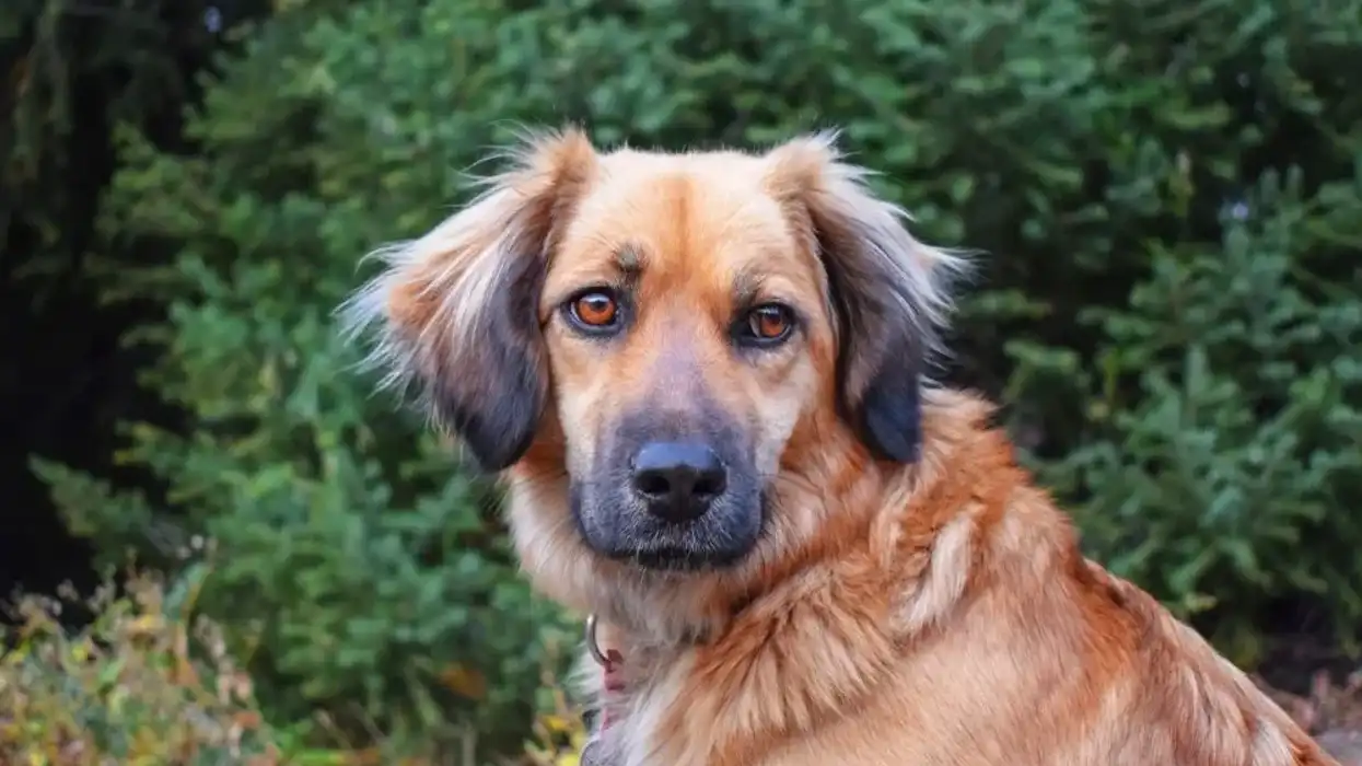 Estrela mountain dog facts are interesting to read.