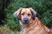 Estrela mountain dog facts are interesting to read.