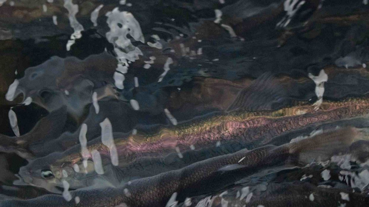 Eulachon facts tell us about these fascinating little fish from Alaska.