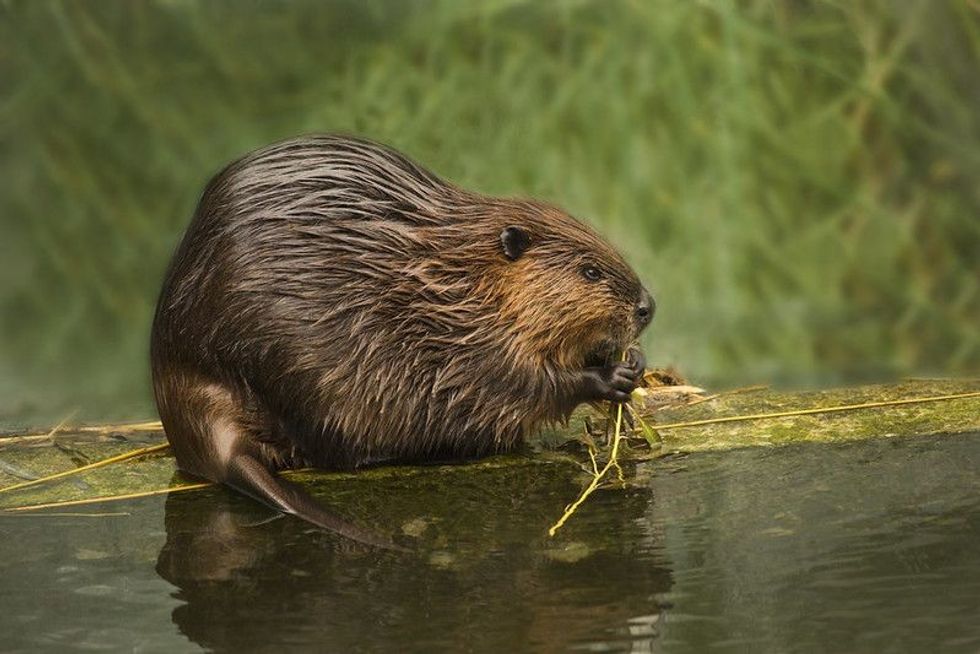 Eurasian beaver (Castor fiber) eating while standing on a log