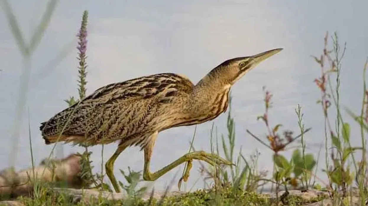 Eurasian bittern facts like it is also known as the great bittern are interesting