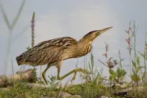 Eurasian bittern facts like it is also known as the great bittern are interesting
