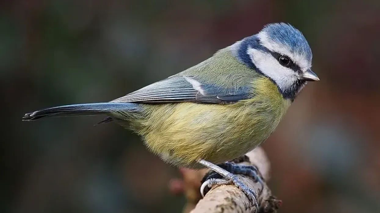 Eurasian blue tit facts are interesting to kids.
