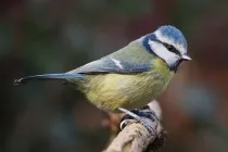 Eurasian blue tit facts are interesting to kids.
