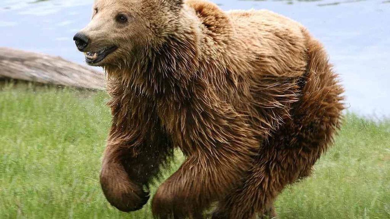Eurasian Brown Bear Fact File