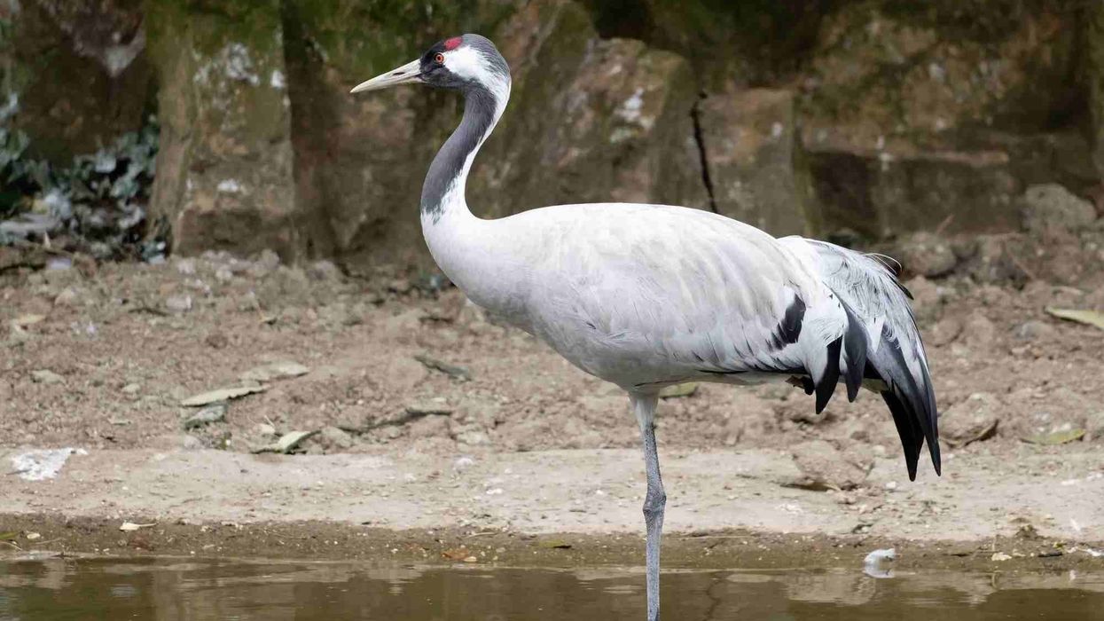 Eurasian crane facts talk about the common crane that is found almost all around the world.