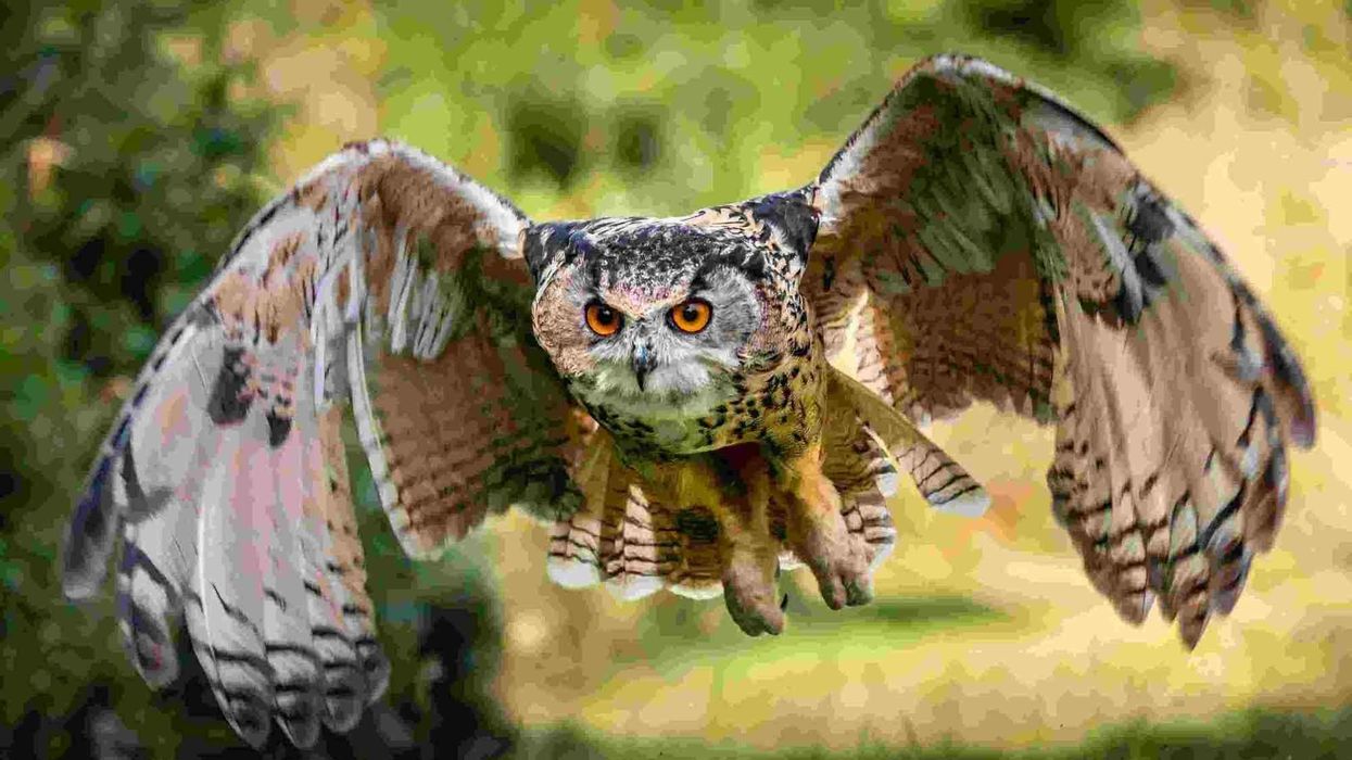 Eurasian Eagle-Owl Fact File