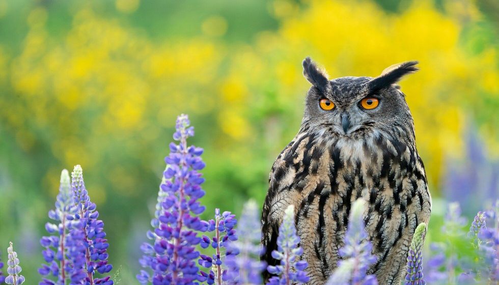 Eurasian eagle-owl in wild nature in spring time.