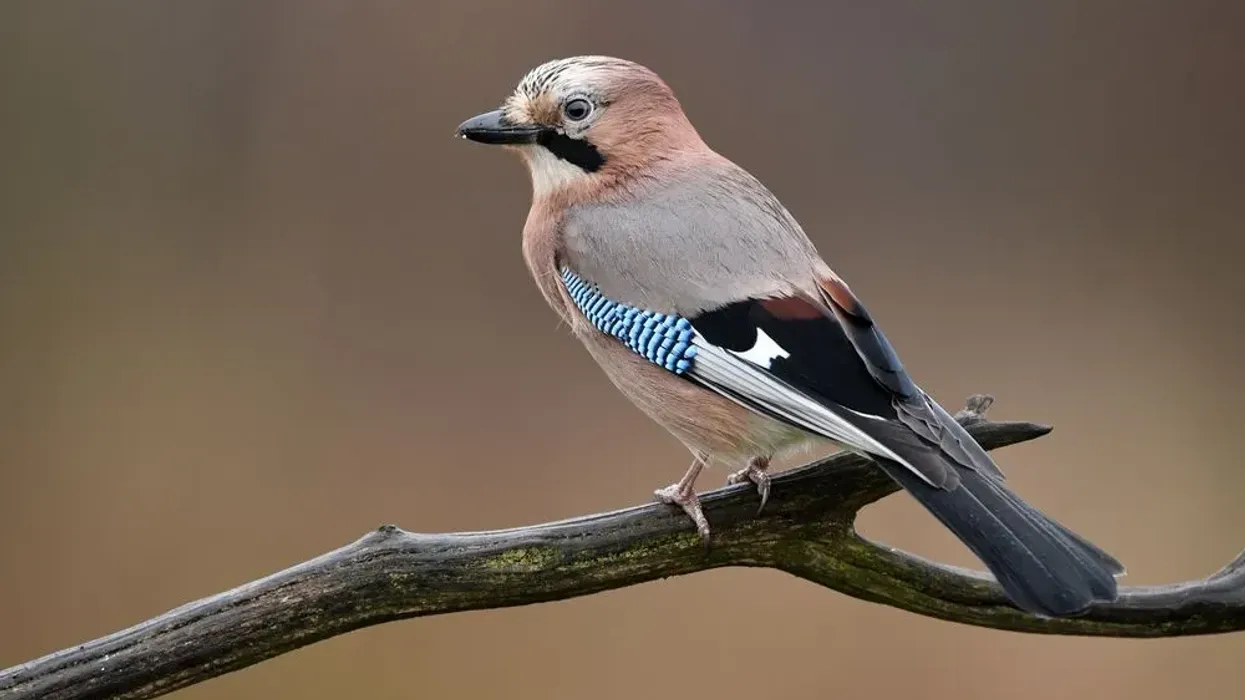 Eurasian jay facts like they are the most colorful bird species in the crow family are interesting.
