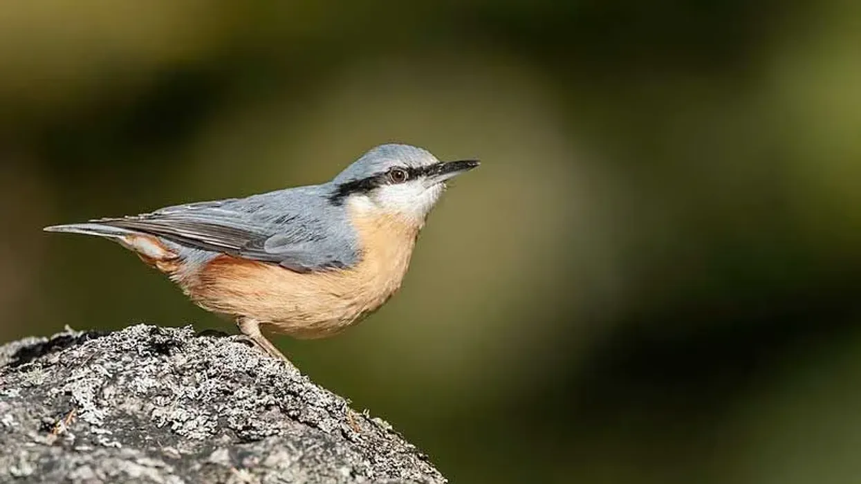 Eurasian nuthatch facts about its range of world presence is informative