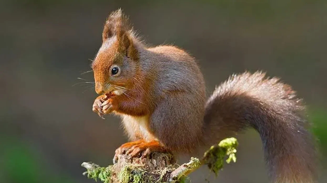 Eurasian red squirrel facts are interesting to read