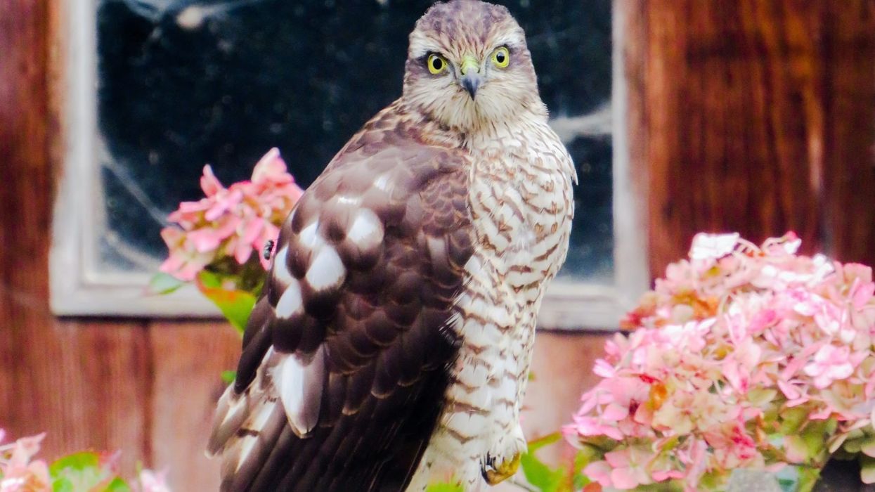 Eurasian Sparrowhawk facts about the famous bird of prey.