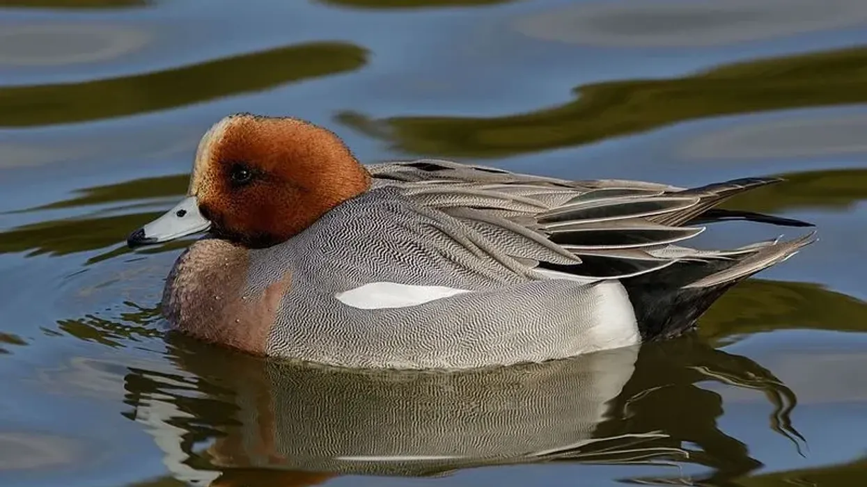 Eurasian wigeon facts are interesting.