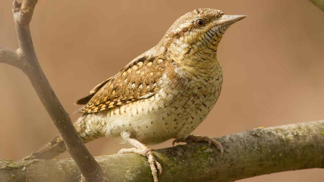 Eurasian wryneck facts tell us about the Eurasian wryneck distribution.