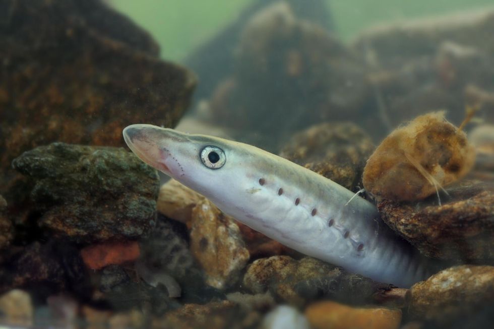 European brook lamprey.