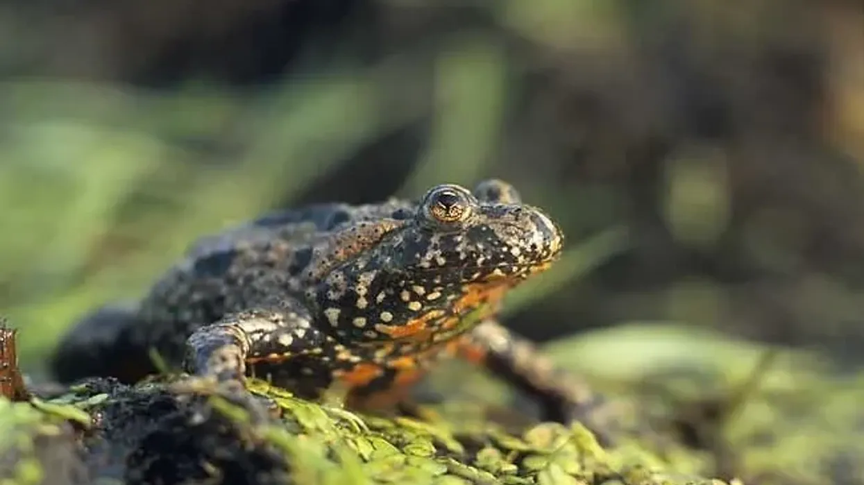 European fire bellied toad facts are interesting to read