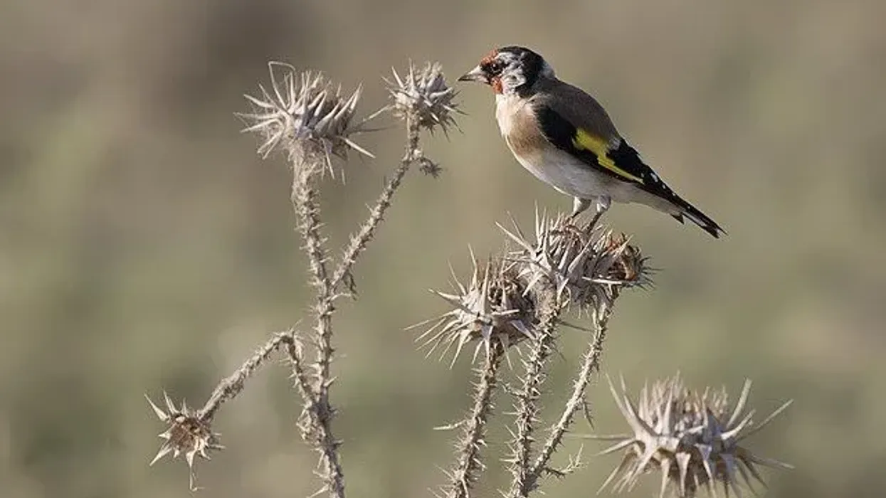 European goldfinch facts are quite interesting.