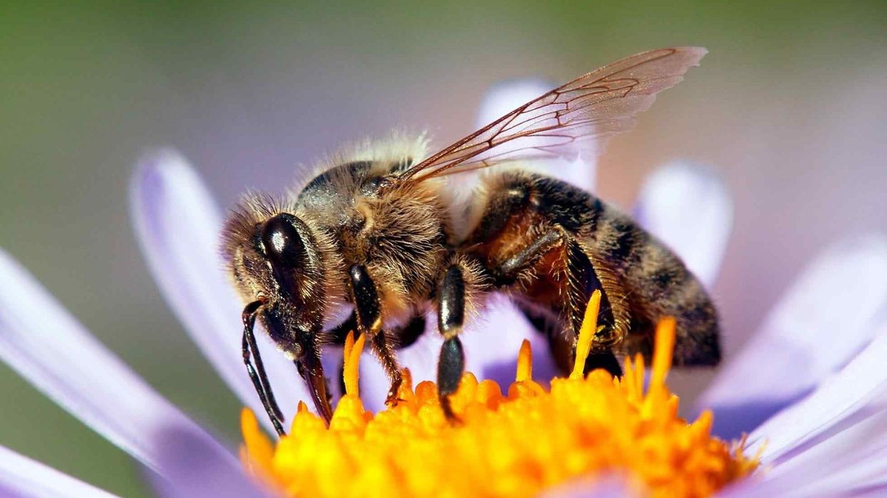 European Honey Bee facts about the bees that harvest nectar and pollen.