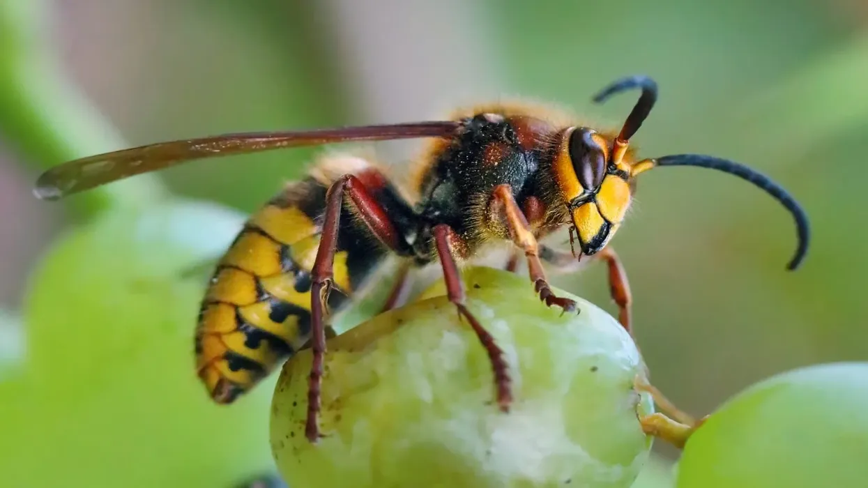 European Hornet facts are very interesting for insect lovers.