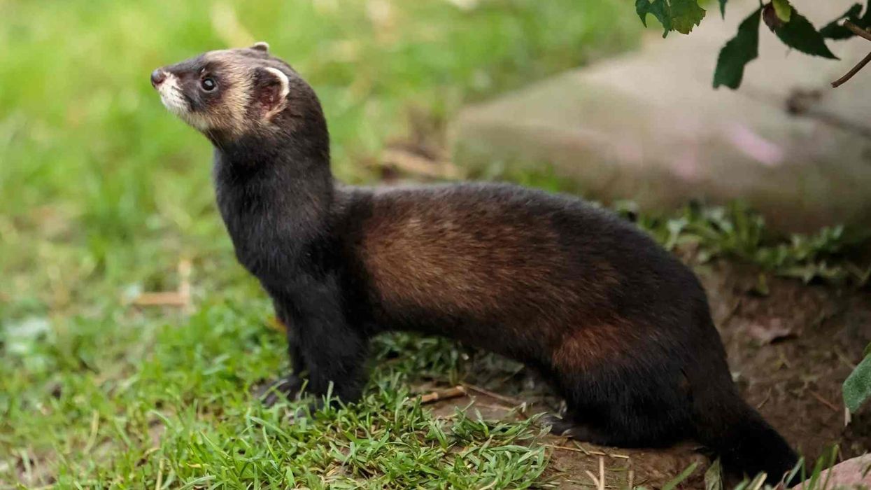 European polecat facts about the ancestor of the domestic ferret.