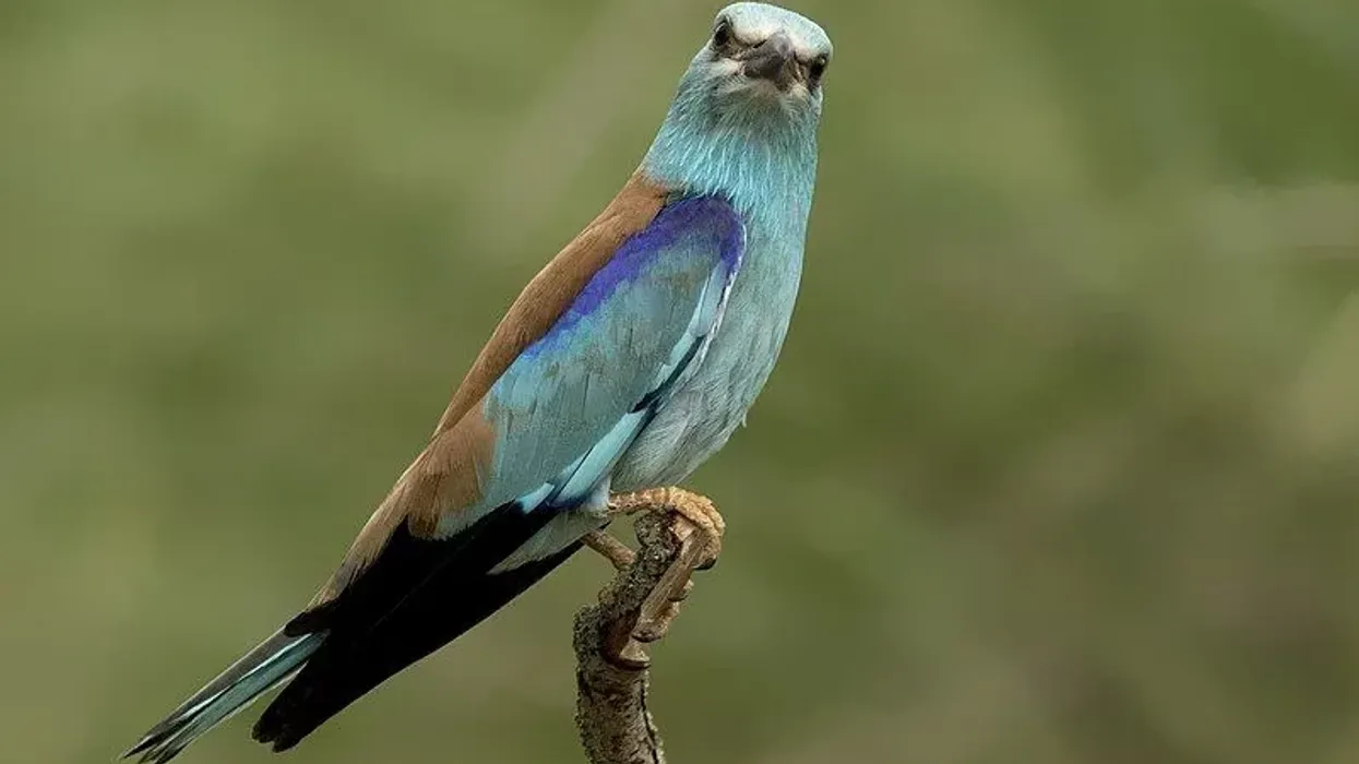 European roller facts are amusing to read for kids as well as adults.